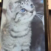 تبلت T295|تبلت|اصفهان, کوی شهید کشوری|دیوار