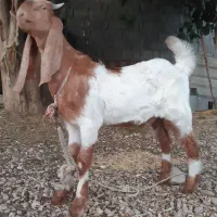 کهره نر