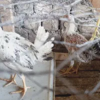 جوجه بومی