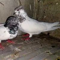 پرنده کفتر کله ای و سور طوقی الماسی