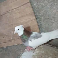 کبوتر