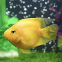 ماهی پرت و شارک کاملا سالم و زیبا