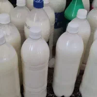 دوغ بز شدیداگازدار