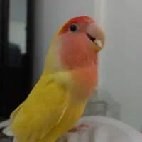 طوطی برزیلی کوتوله صورت هلویی با قفس