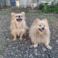 سگ پامرانین ماده