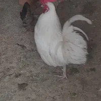مرغ و خروس