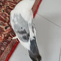 کفتر بلژیکی نر