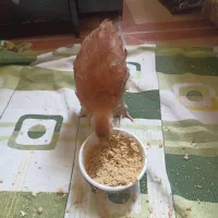 نیمچه جوجه پاپری وکاکلی دورگه