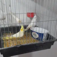 دوتا عروس ماده هستن