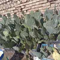 کاکتوس