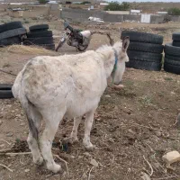 الاق|حیوانات مزرعه|کهک, |دیوار