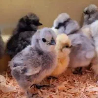 انواع جوجه یکروزه سلطان . برهما .‌گلپایگانی