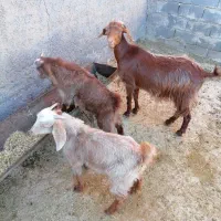2 راس بز دوقلو
