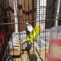 یک جفت مرغ عشق بالغ