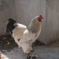 خروس برهما امپراطور