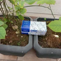 دستمال کاغذی ۵۰۰ برگ با تیشوی خارجی