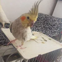 عروس هلندی ماده کار داده