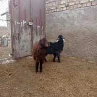 فروش بزغاله