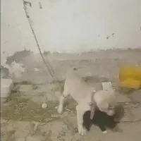 سگ عراقی|سگ|خرمدشت, |دیوار