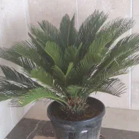 گل سیکاس معاوضه با کاکتوس بزرگ یا زاموفیلیا