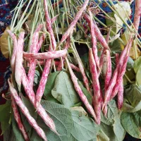 لوبیا کشاورزی و چیتی( تازه چین)