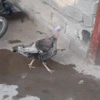 بوقلمون ماده تخم گذار