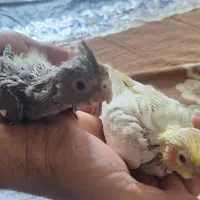 دو عدد عروس هلندی