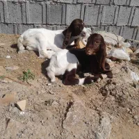 بز سانن اصیل شرکتی با جفت بزغاله پاکستانی پاش