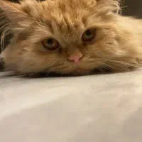 گربه پرشین گارفیلدی سوپر فلت