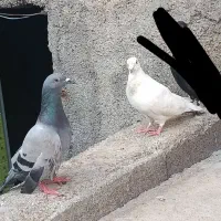 دو عدد کبوتر نر 300
