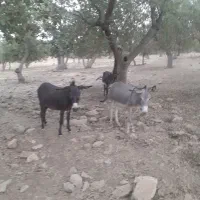 الاغ|حیوانات مزرعه|آبدانان, |دیوار