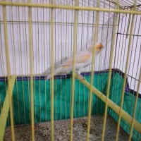 یک عدد قناری موزاییکی نر