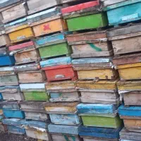 قوطی و طبق زنبور