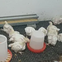 اکبر جوجه ارگانیک..