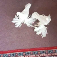 کفتر