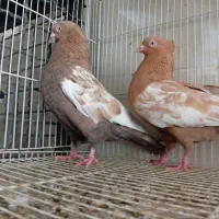 کفتر سینه هفت رنگ