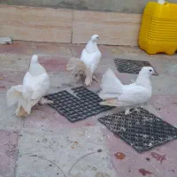 دوتاجوجه کاکلی کله لرزون دم چتری ناز