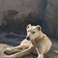 سگ سرابی