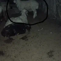 گتور چاق و جوان اماده برا کشتن