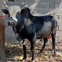 ورزاکوله منده چالوسی ماستی عروسک مال کل گودر گاونر