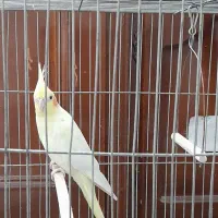 پرنده عروس هلندی