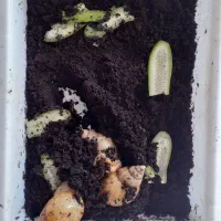 سه عدد حلزون به همراه ظرف و خاک ۱۵۰ هزار تومان