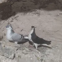 یک جفت سده عتیقه