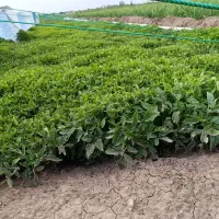 نشا گوجه|گل و گیاه طبیعی|الوند, |دیوار