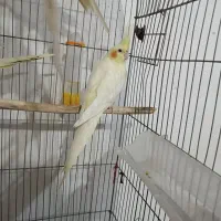 عروس هلندی