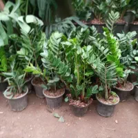 گل اپارتمانی با کیفیت درسایزهای مختلف