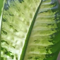گل دیفن و گل قاشقی زیبا