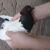 سینه نر دو پر دوکت سفید
