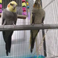 عروس هلندی نرو ماده
