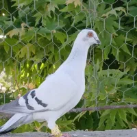 شامی ماده بدون طوق